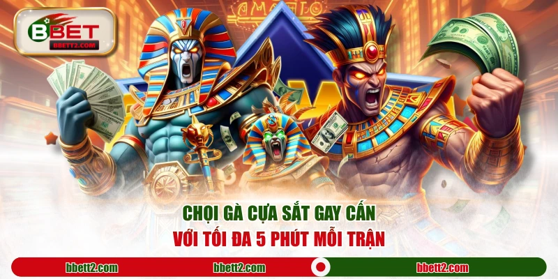 Chọi gà cựa sắt gay cấn với tối đa 5 phút mỗi trận